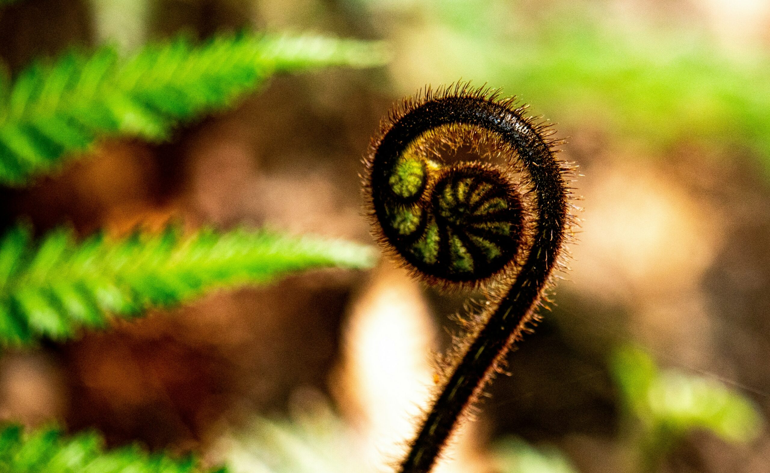 Jeune et tendre pousse de fougère en spirale qui se déploie délicatement.
